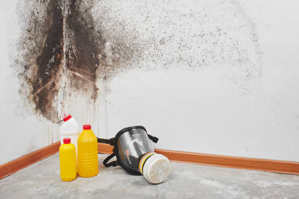 Best Bathroom Mold Remediation in Ellwood City, PA